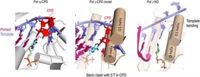 Frontiers Human Mitochondrial DNA Polymerase Metal Dependent UV